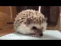 ハリネズミのハリが立つ瞬間The moment the hedgehog's needle stands