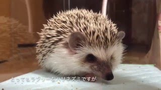 ハリネズミのハリが立つ瞬間The moment the hedgehog's needle stands