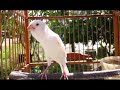 Burung Kecil Bersuara Emas Mp3 - Mp4 Download