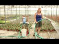 Using Beneficial Nematodes to Manage Pests in Greenhouses