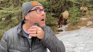 WILD ANIMAL WILDERNESS Shave 🌲🦌🌲 CRAZY BEARD SHAVING! by RYL G 363 views 11 months ago 2 minutes, 16 seconds