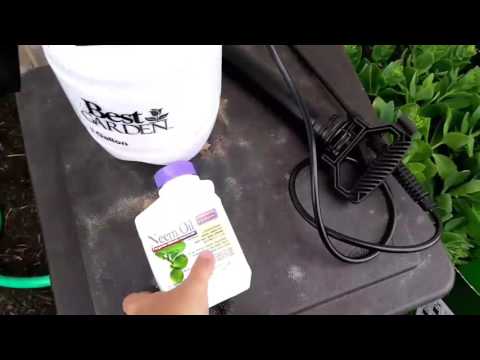 Pest Control With Neem Oil