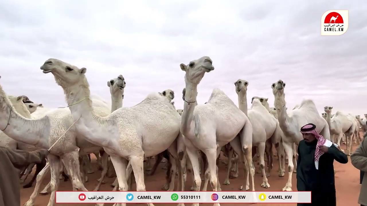 منقيّة شرهات القاتوله || للمالك||/ منصور صقر القاتوله