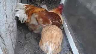 Chicken Takes A Dust Bath by Bushkata Bu 164 views 9 years ago 59 seconds