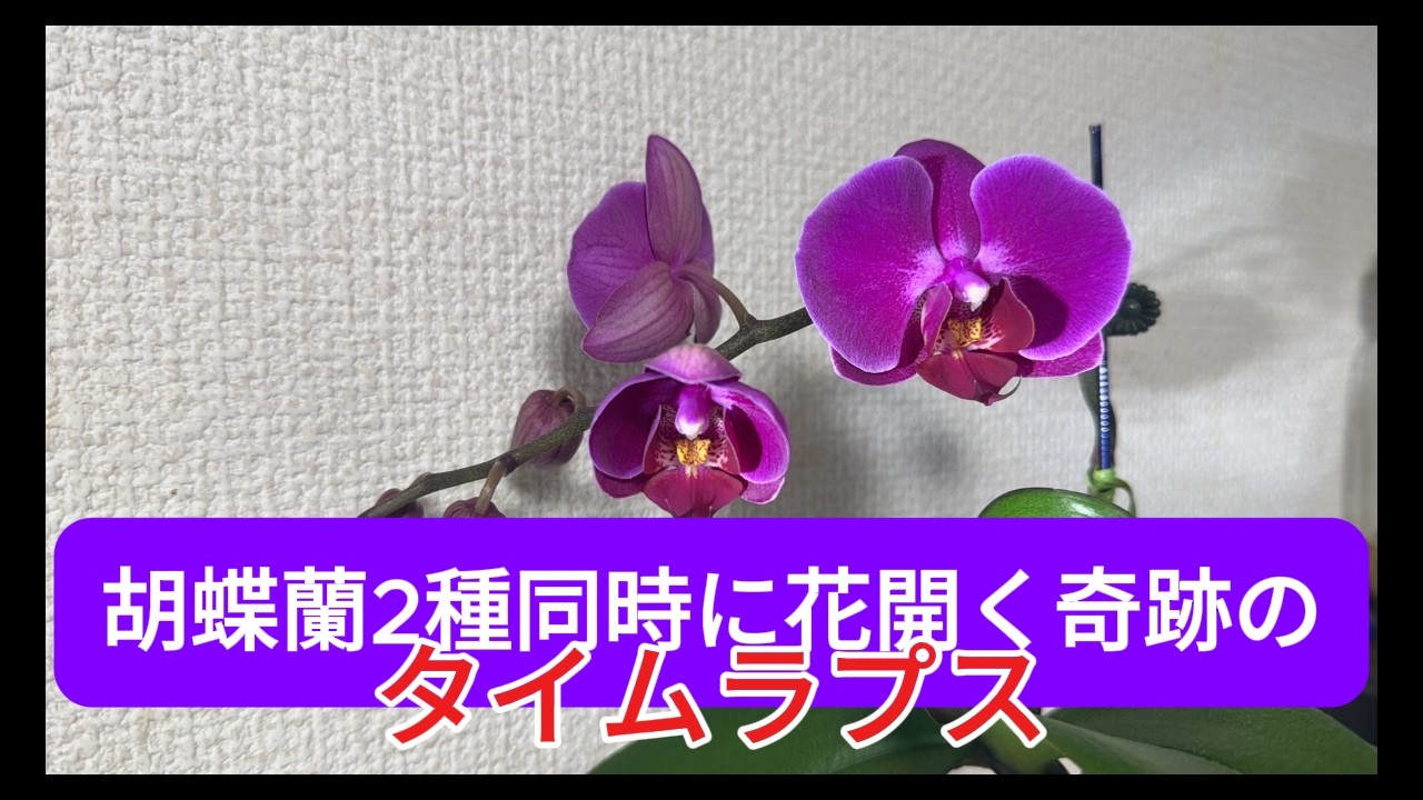 ついに成功，胡蝶蘭2種類の同時開花タイムラプス！
