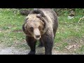Охота на медведя 3