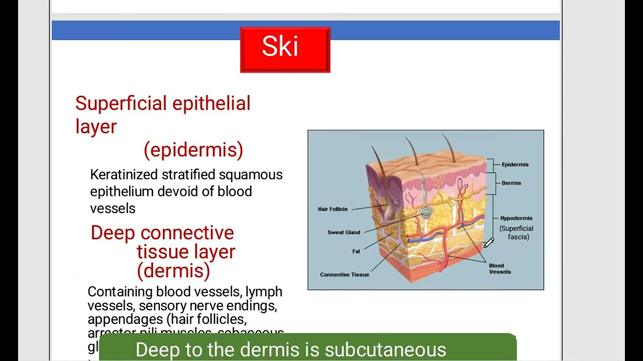  Skin anatomy Pharmacy (BUC) dr Mohamed Alzahy 