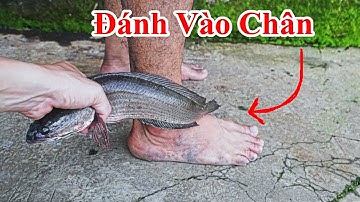 Chỉ Cần Bắt Con Cá Lóc Đánh Vào Chân Bé Chậm Đi Bạn Sẽ Thấy Điều Bất Ngờ/ Mẹo Giúp Trẻ Nhanh Biết Đi
