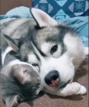 Собака хаски и кот. Сибирский хаски +кошка. Хаски и кот том 1. Три хаски. Собака хаски и кошка.