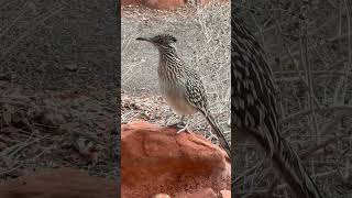 A Roadrunner Visited Me On Christmas Day