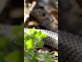 A Snake Moving On The Forest Ground
