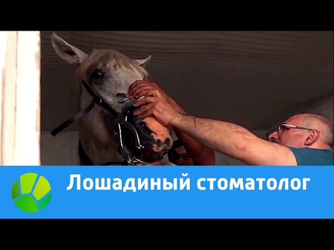 Видео: Стоматология сельскохозяйственных животных, часть 1 - Все о конских зубах и уходе за полостью рта для лошадей