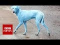 Cachorros da Índia estão ficando azuis por conta de rio poluído