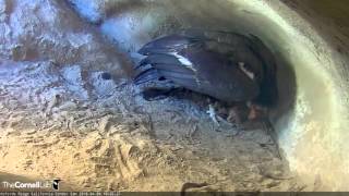 This nest is brought to you by cornell lab of ornithology. camera host
us fish and wildlife service. condor nest, known as the koford’s
ridge i...