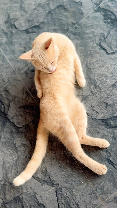 සම්බෝලේ 🤣 #cat #petsrule #catvideos #catshorts #catlovers #catmemes #petshub #cutecat #cuteanimal