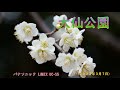 大仙公園(2022年3月7日)LUMIX DC S5