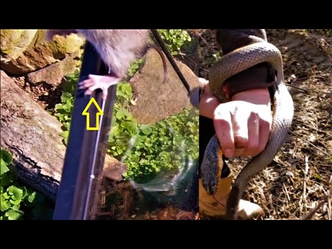 Record GIANT Plain Bellied Water Snake A Beast & the Flying Antique Bottle Dump Rat! IT REALLY FLIES