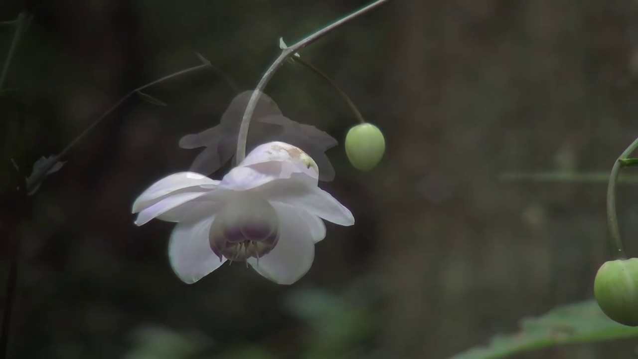 花之江の郷のレンゲショウマ 黄レンゲショウマ 栃木市 Summer Flowers Youtube