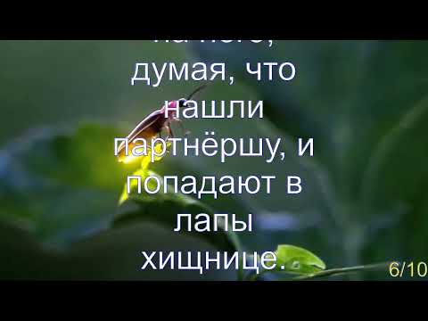 Интересные факты о светлячках