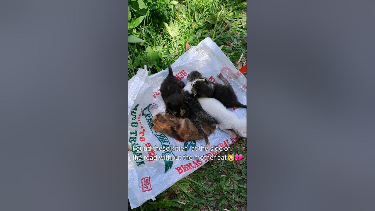 5 newborn kitten without Mother cat. thrown on the side of the road 💔😿