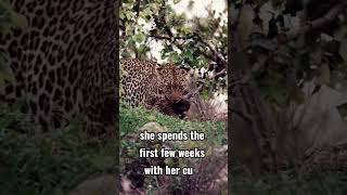 Mother Leopard Teaching Survival Skills To Her Cubs leopard animals 
