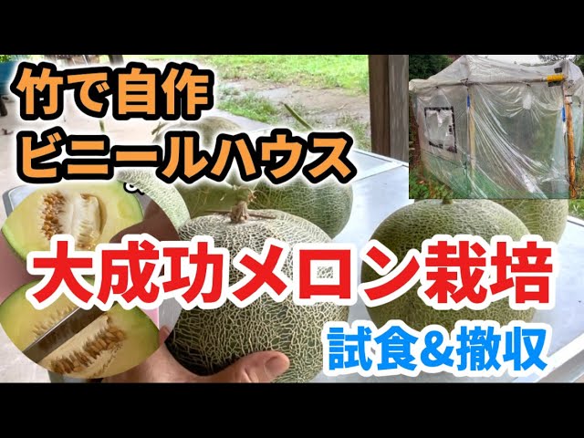 大成功メロン栽培！試食&撤収 竹で自作ビニールハウス #パンナ #ムーン