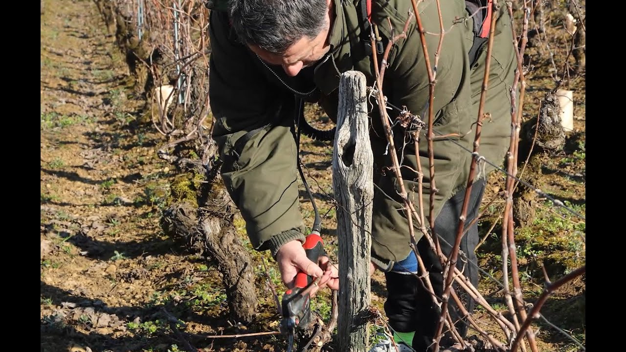 Comment tailler la vigne ?
