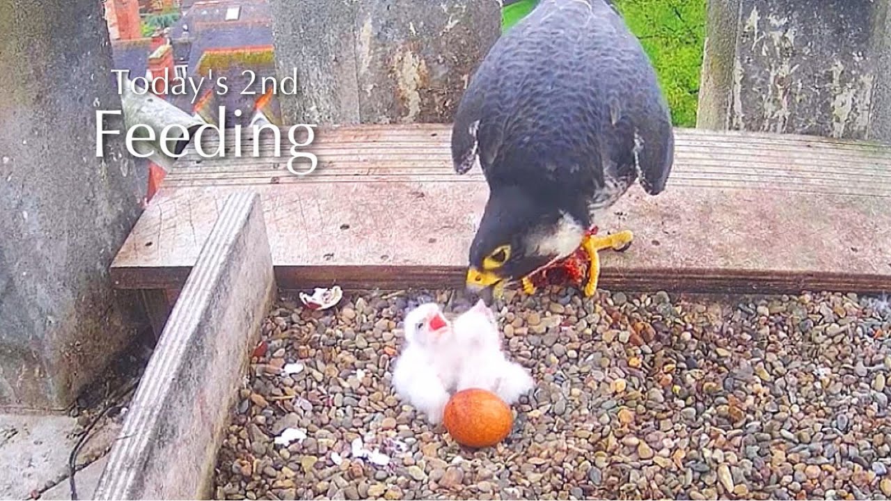 #9🦅🐥1°🐥0°🥚🥚Worcester Cathedral🇬🇧Peregrine Falcon Nest 2025／Peter💗Peggy
