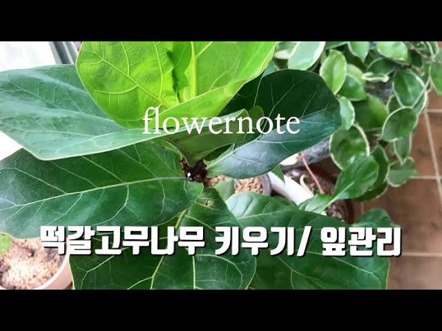 🌷떡갈고무 나무 키울때 잎 관리법/과습,햇빛부족일때 나타나는 현상 - Youtube