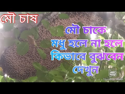 ভিডিও: মৌমাছিদের কেন মধু দরকার?