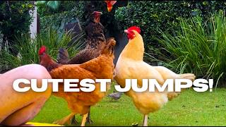 CUTEST CHICKEN HOPS! 🐔💕 My hens are ADORABLE when they jump for their treats
