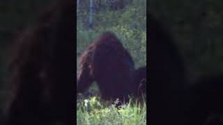 Bushcraft, Bigfoot, Disco!!! (remix) Written & Composed by: Roland Gonzalez ... #sasquatch #bigfoot