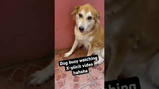 Dog Caught Watching Explicit Video #dog #funny