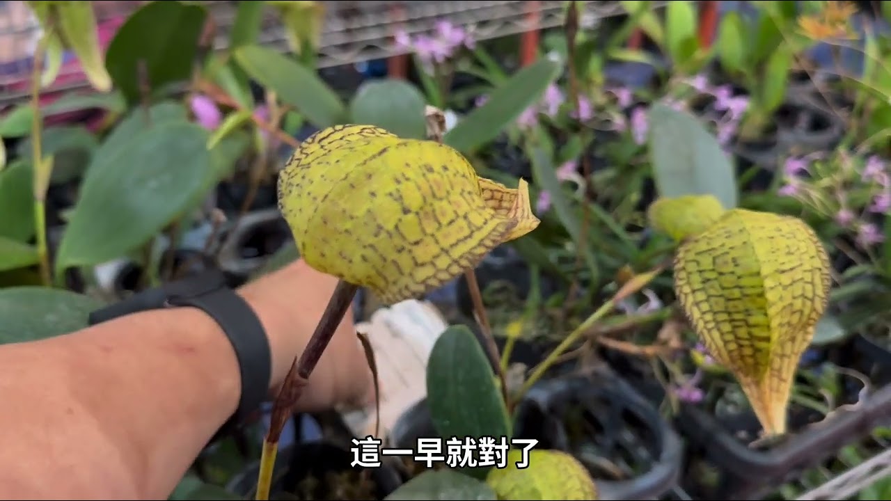 今天我們來到國際蘭展中的賣場 國華蘭園這裡 一次可以看到五種豆蘭