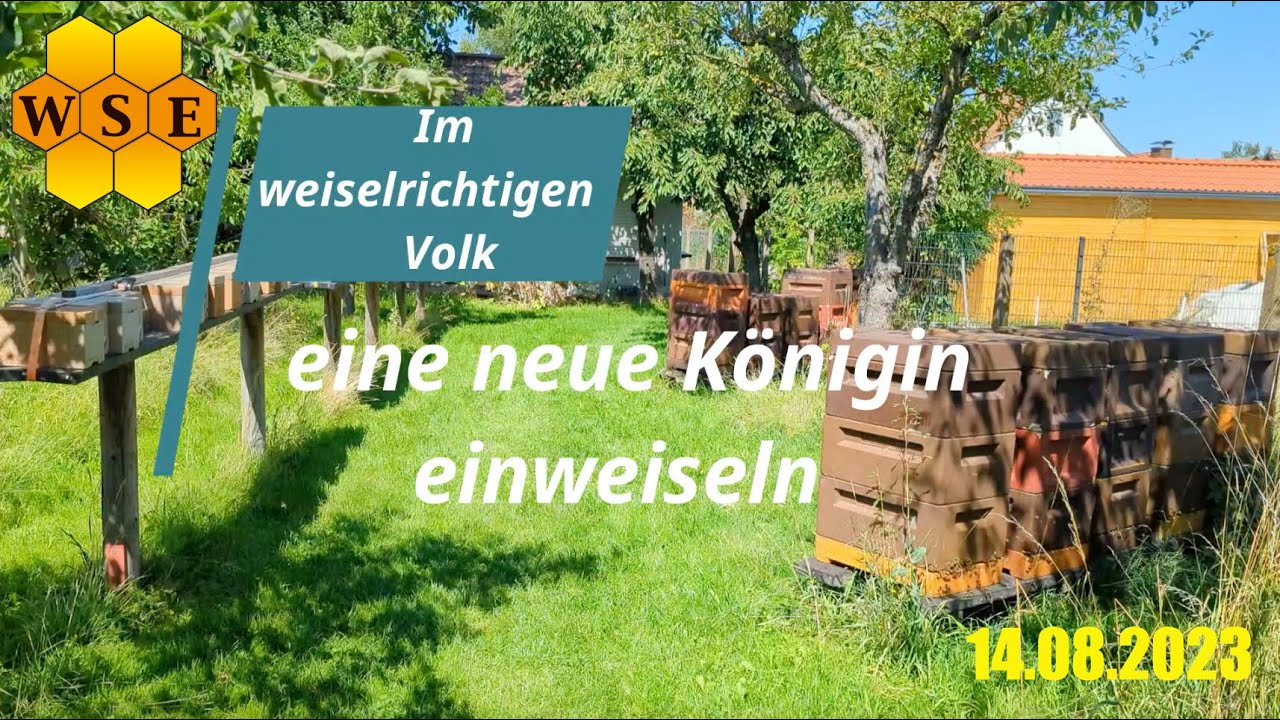 Im weiselrichtigen Volk eine neue Königin zusetzen.