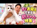 お迎え募集中の猫ちゃん特集🐱💕 可愛い子たちを一気に紹介!