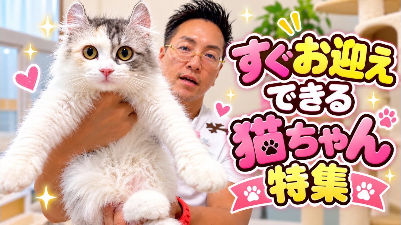 お迎え募集中の猫ちゃん特集🐱💕 可愛い子たちを一気に紹介!