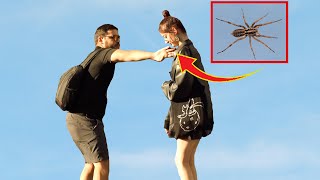 Fake Spider Prank 😱 FUNNY REACTIONS 😱