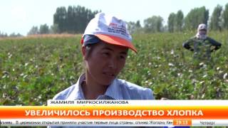 В Ошской области в последние годы увеличились площади хлопковых плантаций В Ошской области в последние годы увеличились площади хлопковых плантаций