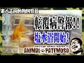 転覆病警報発令！塩水浴をはじめる【GOLDFISH 金魚】