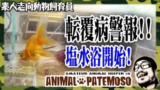 転覆病警報発令！塩水浴をはじめる【GOLDFISH 金魚】