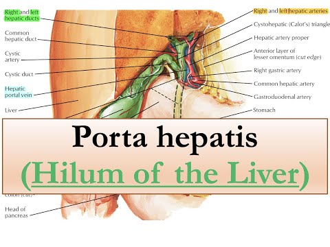 Porta Hepatis (Hilum