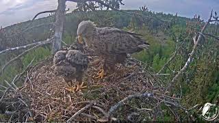 Juras erglis 2019 05 18