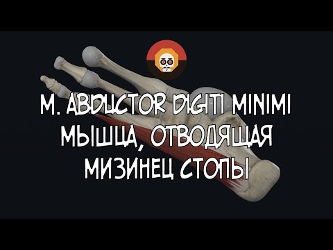 Video: Абдуктор digiti minimi кайсы нервди иннервациялайт?