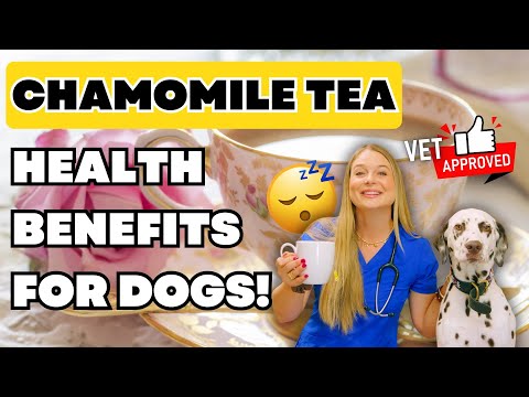Chamomile Tea For Dogs! | Dose & Sleep Aid For Our K9 Companions