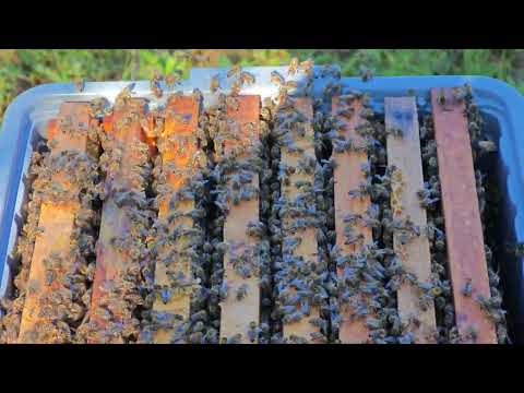 2026 Yılı 8 Çerçeveli Paket Arı Satışı Başladı