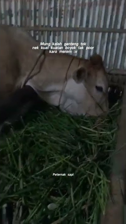 story' peternak sapi milenial