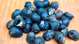 River Snail's  Shell Collection