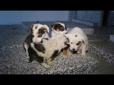 Video: Adoptarea câinelui săptămânii - Odin