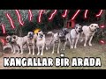 KANGALLAR YABANCILARA DÜŞMAN , ÇOCUKLARA DOSTLAR #HARİKA #KANGALLAR